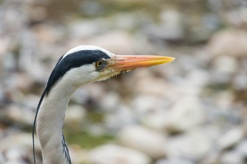 Grey Heron stands in a river