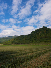Luye tea farm,Taitung,Taiwan