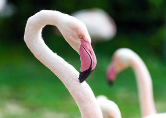 Beautiful Greater flamingos