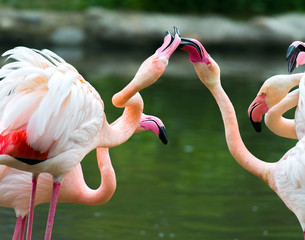 Beautiful Greater flamingos