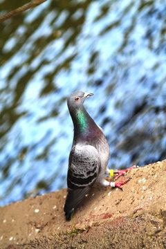 Grey pigeon sitting on river embankment against hazy focus water background
