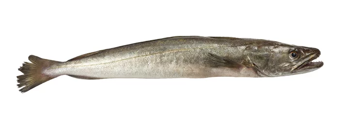 Rollo Seehecht Fisch isoliert © Scisetti Alfio