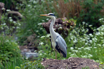 Fototapeta premium Grey heron (Ardea cinerea) 