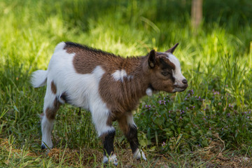 Fototapeta premium chevreau