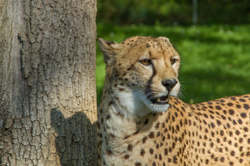 GUEPARD