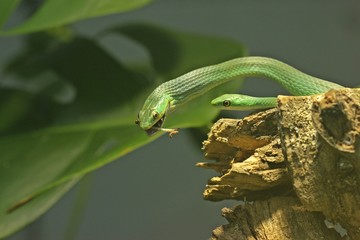 Paar der Rauen Grasnatter (Opheodrys aestivus) ,trächtiges Weibchen frisst Heuschrecke