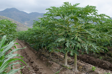 Fototapeta na wymiar Papaya and corn companion planting on a farm in Colima, Mexico
