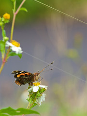 Vanessa indica,Taiwan