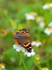 Vanessa indica,Taiwan