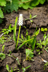 Muscari white grape hyacinth flower in garden