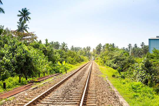 Palm forest across railway road on Ceylon
