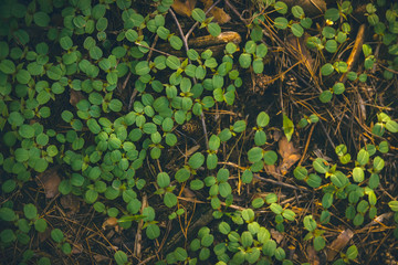 Fototapeta na wymiar Green leaf texture, forest plants background