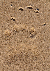 footprint of the Brown bear