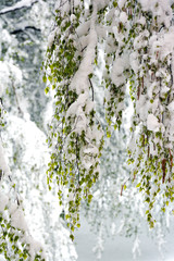 Fototapeta premium Drzewa przysypane śniegiem