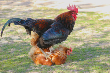 Rooster copulating with hen