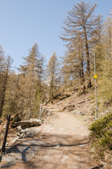 Zermatt, Dorf, Furi, Zmutt, Blatten, zum See, Wanderweg, Fr&uuml;hlingswanderung, Waldweg, Wald, Fr&uuml;hling, Alpen, Schweizer Berge, Wallis, Schweiz