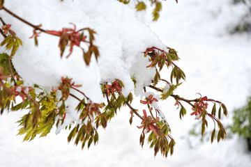 Drzewa przysypane śniegiem © gpmax