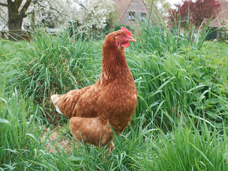 Red chicken proudly walking in its natural environment