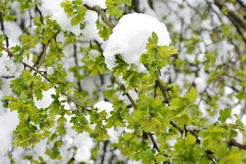 Drzewa przysypane śniegiem © gpmax