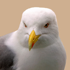 tête du goéland