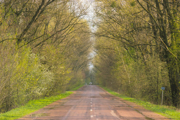 Landscape of road under the trees,