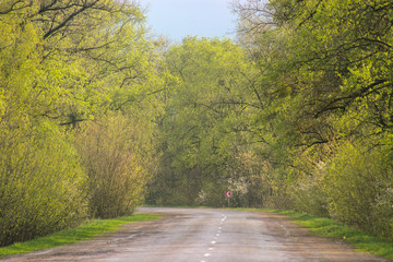 Landscape of road under the trees,
