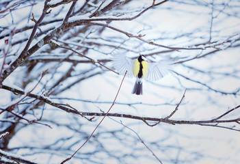 great tit in winter