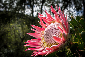 Protea in Hogsback