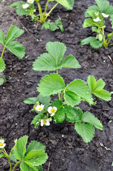      close-up of the blooming strawberry in the vegetable garden, vertical composition