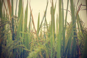 Green rice field in nature at Thiland. Vintage Tone.
