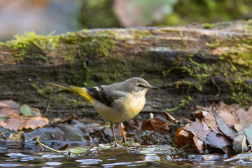 Bergeronnette des ruisseaux