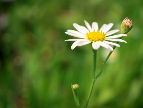 Close-up image of Daisy flower in garden on blurred background with copy space