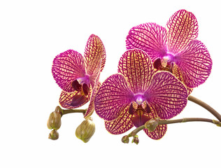 Orchideen, Orchidaceae, Blüten