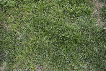 grass_texture 3872x2592