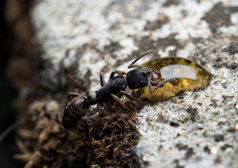 Close-up image of worker Odontoponera denticulata ant eating honey 