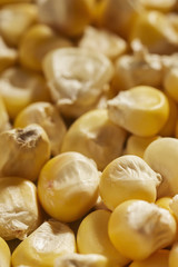 kernels of dried Native American flint corn