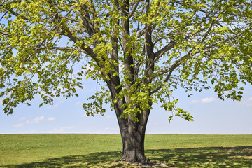 Fototapeta na wymiar lone maple tree in spring, Samuel Lewis State Park, York County, Pennsylvania, USA