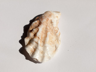 a spiny and white textured patterned sea shell found on the beach on a white background