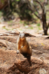 Squirrel is sitting on the rock