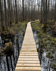 Fototapeta premium wooden footbridge in the bog