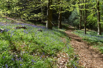 Bluebell  Forest trail -  Carpet of Flowers 