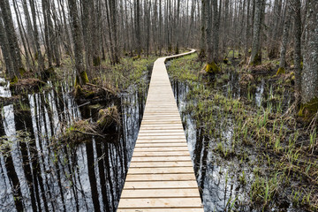 wooden footbridge in the bog