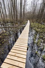 Obraz premium wooden footbridge in the bog