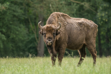 Bison européen