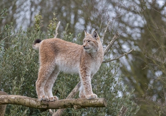 European Lynx