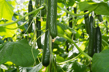 Tasty organic green cucumbers growth in big Dutch greenhouse, everyday harvest