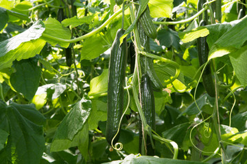 Tasty organic green cucumbers growth in big Dutch greenhouse, everyday harvest