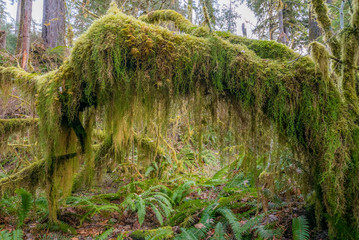 Trees covered in moss in a temperate Hoh Rain Forest. Olympic National Park, Washington state, USA