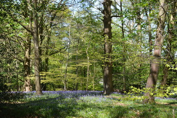 Bluebell forest trail