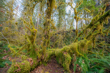 Trees covered in moss in a temperate Hoh Rain Forest. Olympic National Park, Washington state, USA